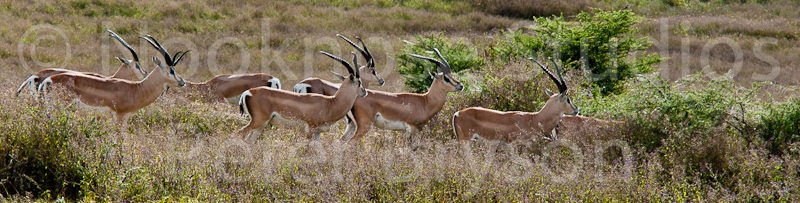 African Antelope  08